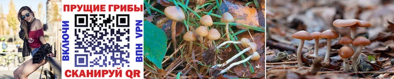 Псилоцибиновые грибы Cubensis Петровск-Забайкальский